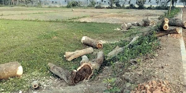 নড়াইলে সরকারি গাছ কাটার মহোৎসব